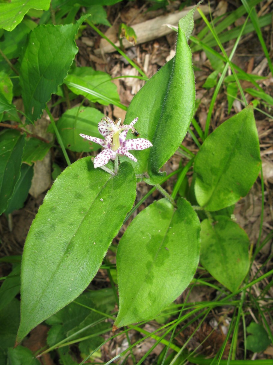 Трициртис листья