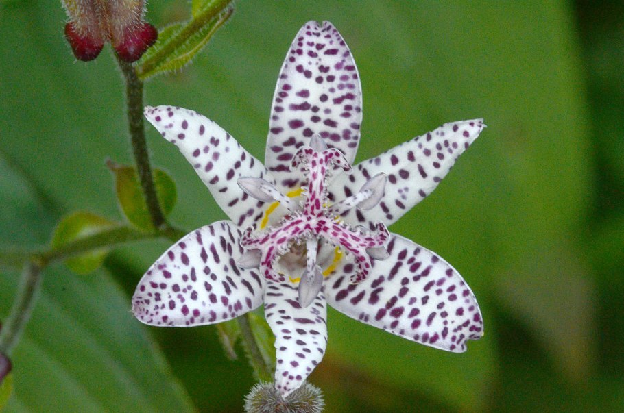 Трициртис Рэспберри Маусс
