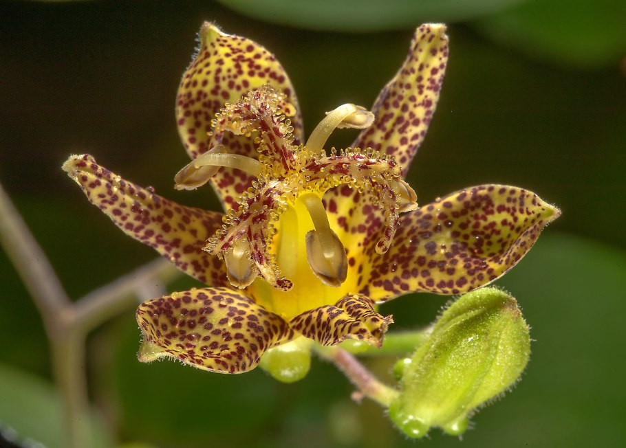 Трициртис Хирта