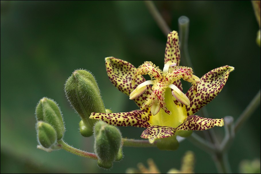 Лилия широколистная