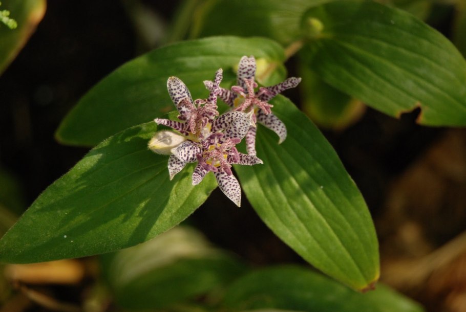 Трициртис Блю Уандер
