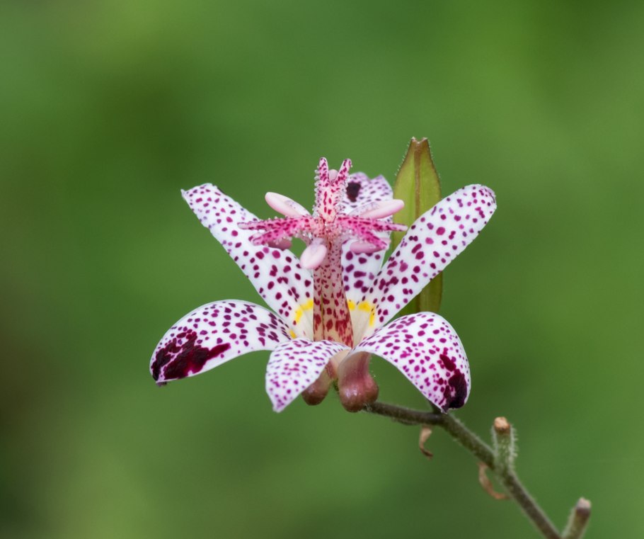 Трициртис Blue Wonder