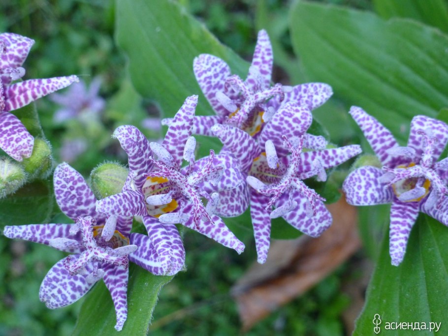 Северная Флора Гатчинский питомник каталог цены 2022 купить трициртис