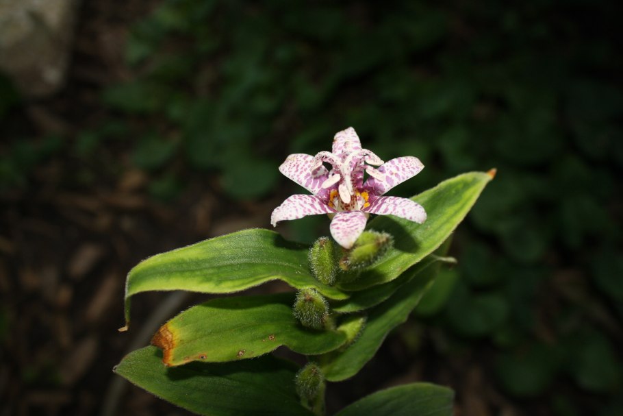 Трициртис Пурпл Бьюти