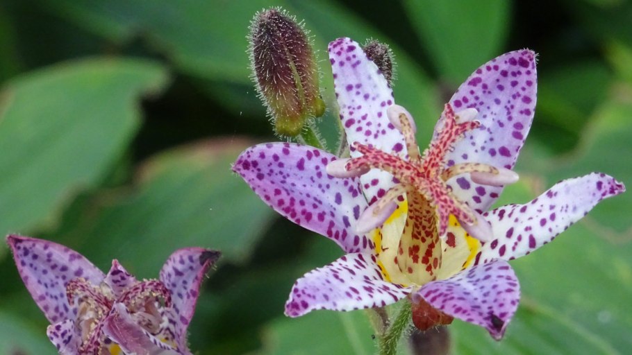 Трициртис Голден фестиваль