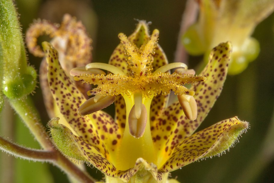 Трициртис строение