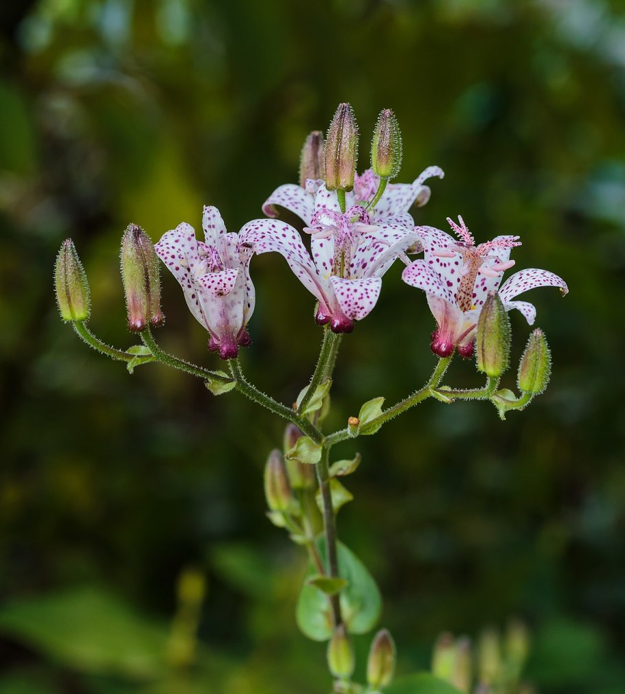 Трициртис в ландшафте