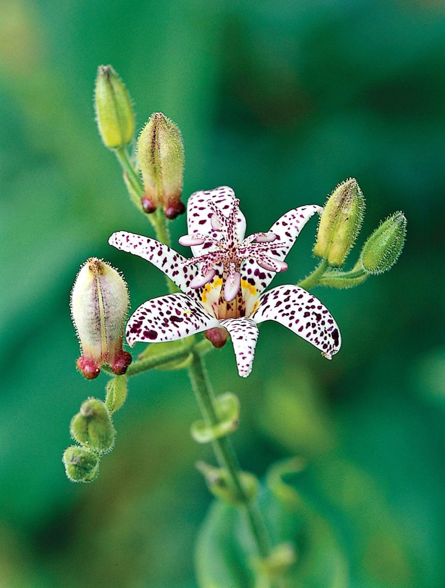 Трициртис в лесу растёт красный