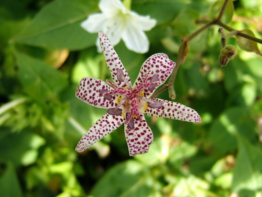 Трициртис Голден фестиваль