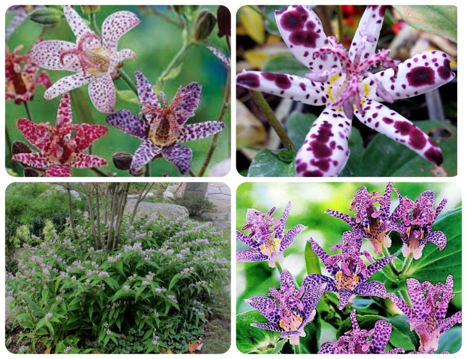 Tricyrtis formosana 'Samurai'