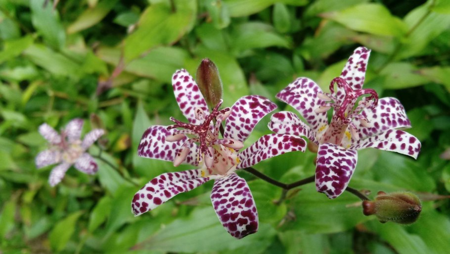 Цветок трициртис Хирта