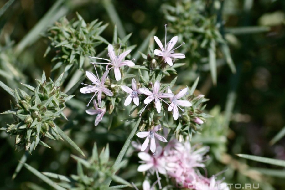 Колючелистник Туркестанский