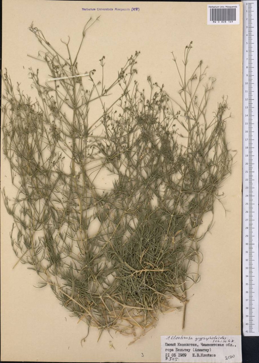 Acanthophyllum pungens