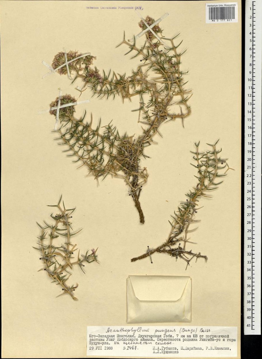 Акантофиллиум колючка