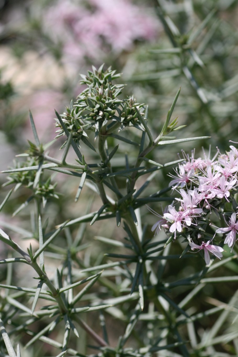Колючелистник (Acanthophyllum)