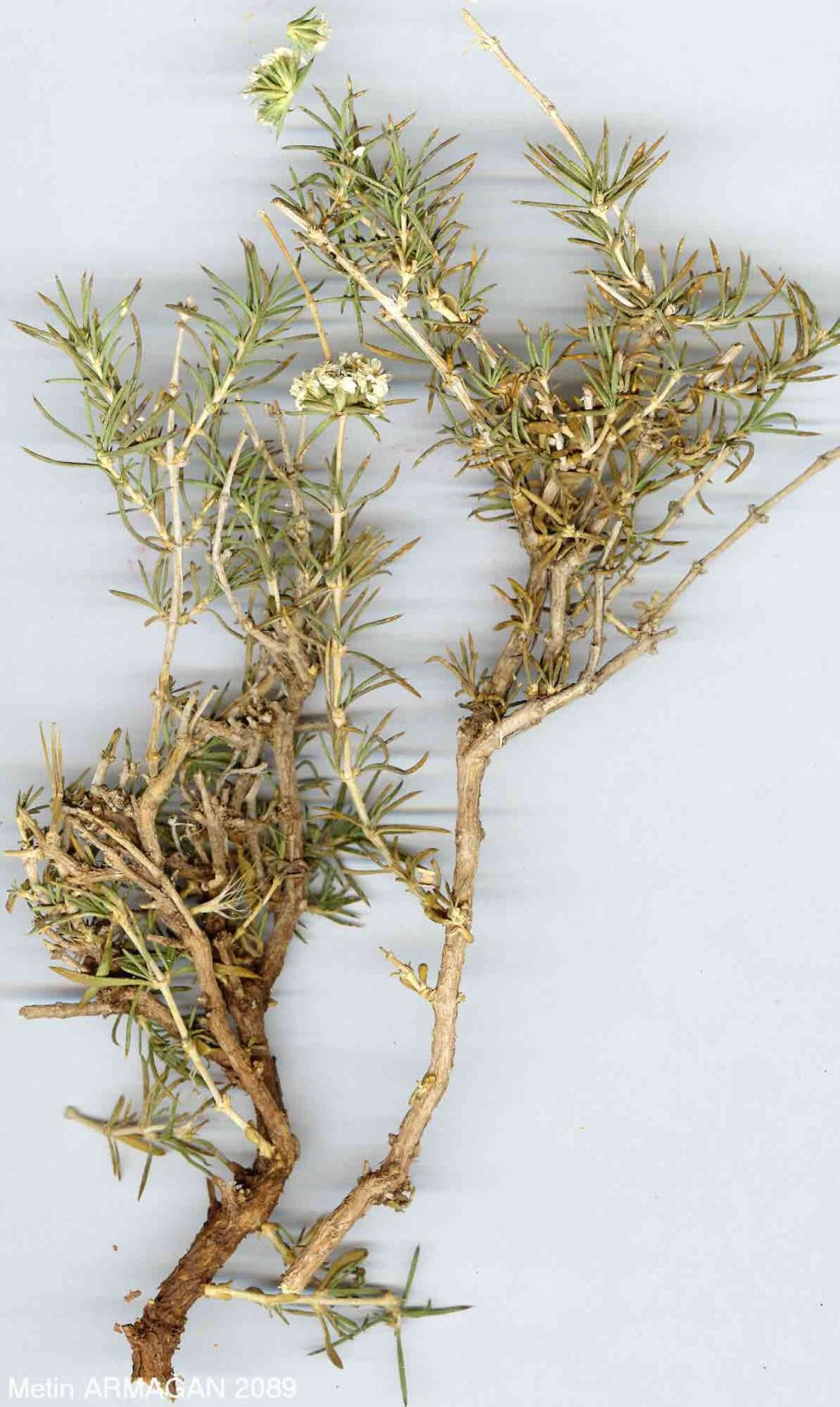 Aллохруза качимовидная корень