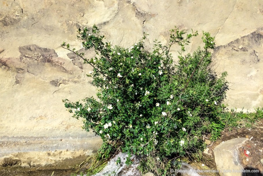 Корень етмака