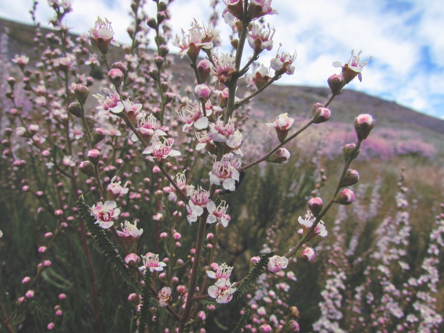 Spiraeanthus schrenkianus