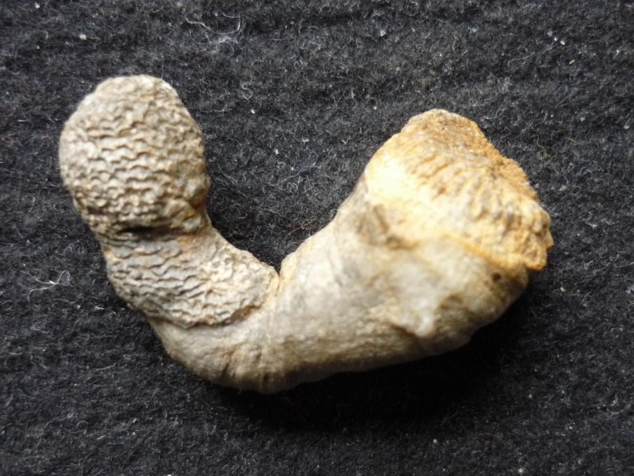 Spiraeanthus schrenkianus