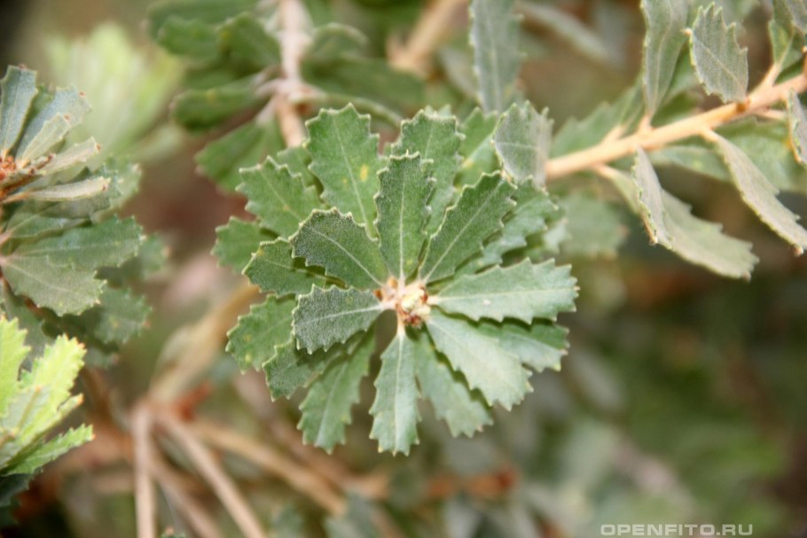 Карлина (Колючник бесстебельный)