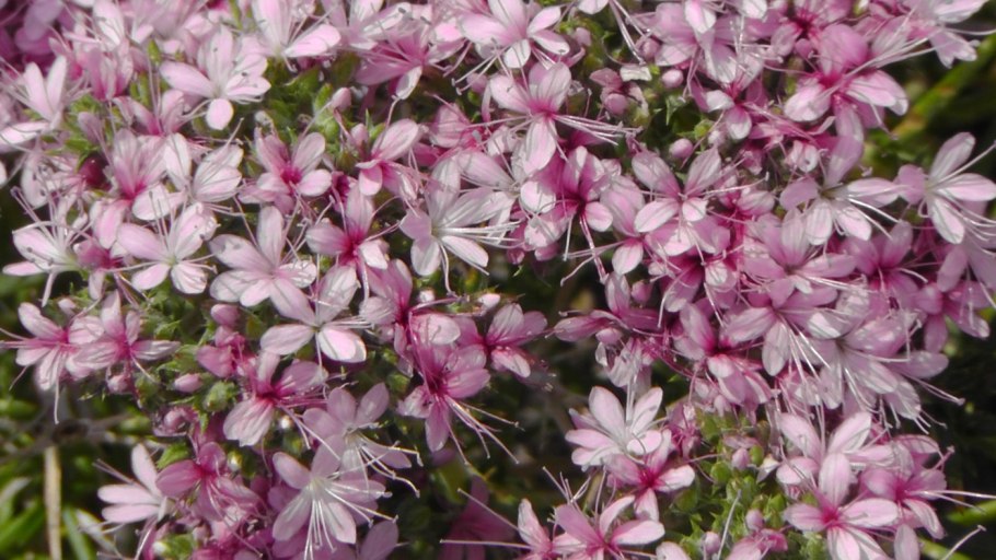 Таволгоцвет Шренка