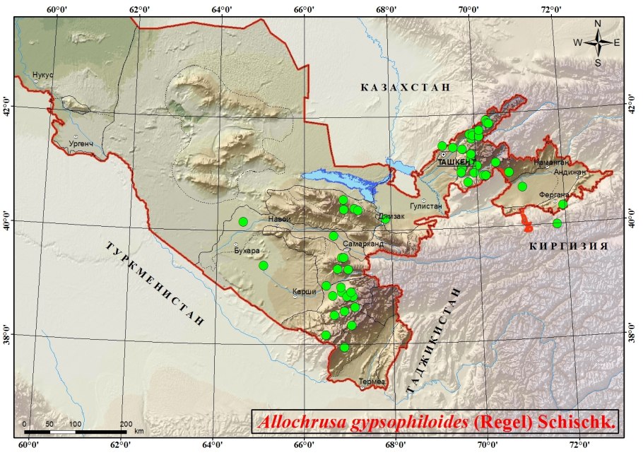 Saffron кипрский