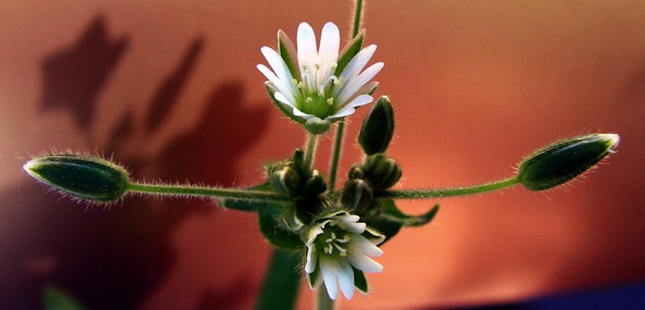 Лотус орехоносный