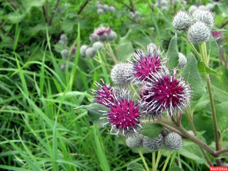 Haplophyllum latifolium.