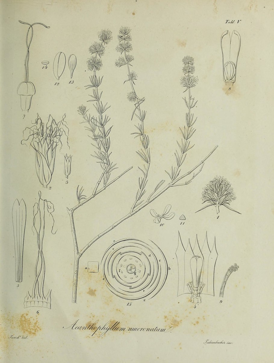 Колючелистник Туркестанский