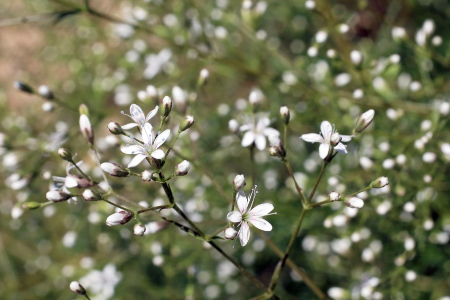 Аллохруза метельчатая