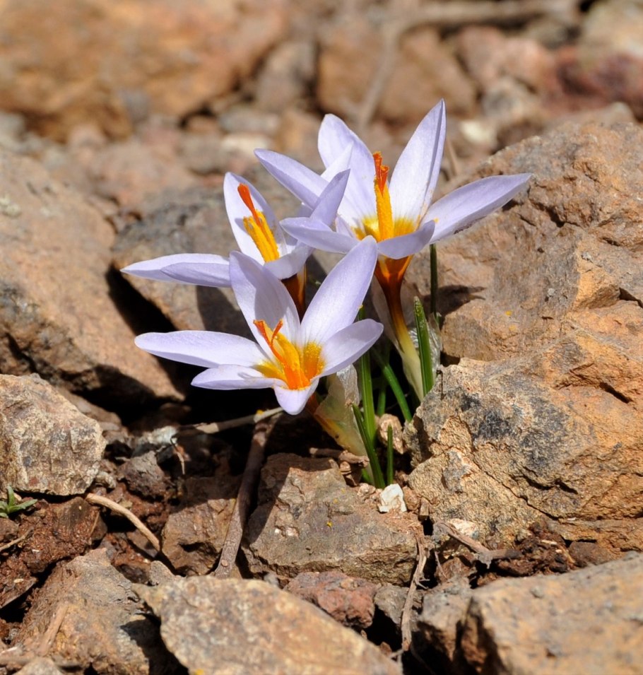 Crocus antalyensis
