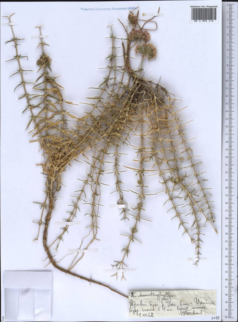 Spiraeanthus schrenkianus