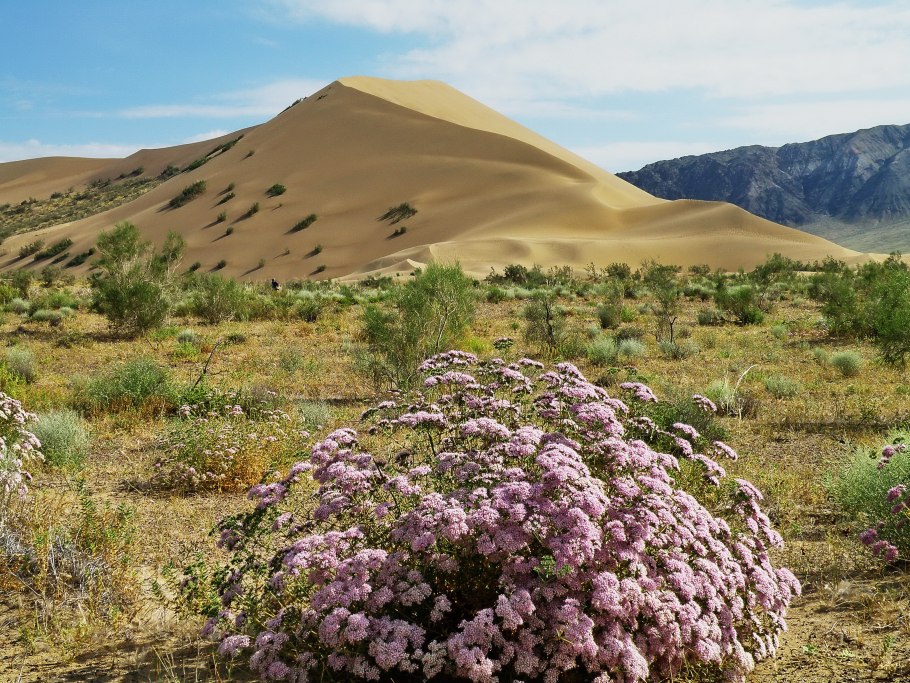 Клематис и рододендрон