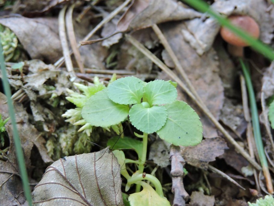 Зимолюбка зонтичная (Chimaphila umbellata)