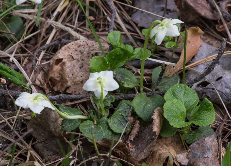 Одноцветка (moneses uniflora)
