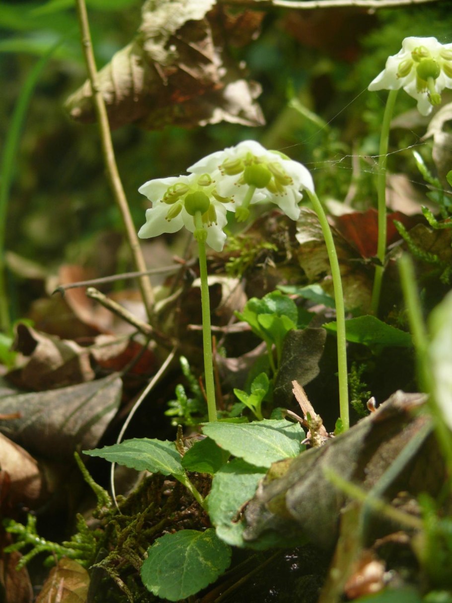 Moneses uniflora (l.) a. Gray иллюстрация