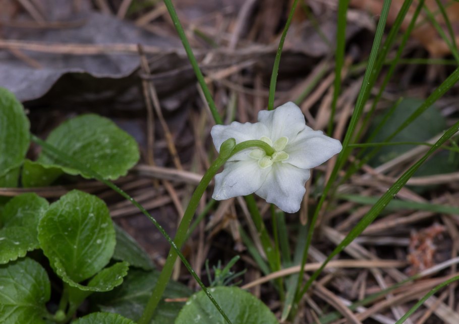 Calathiana uniflora