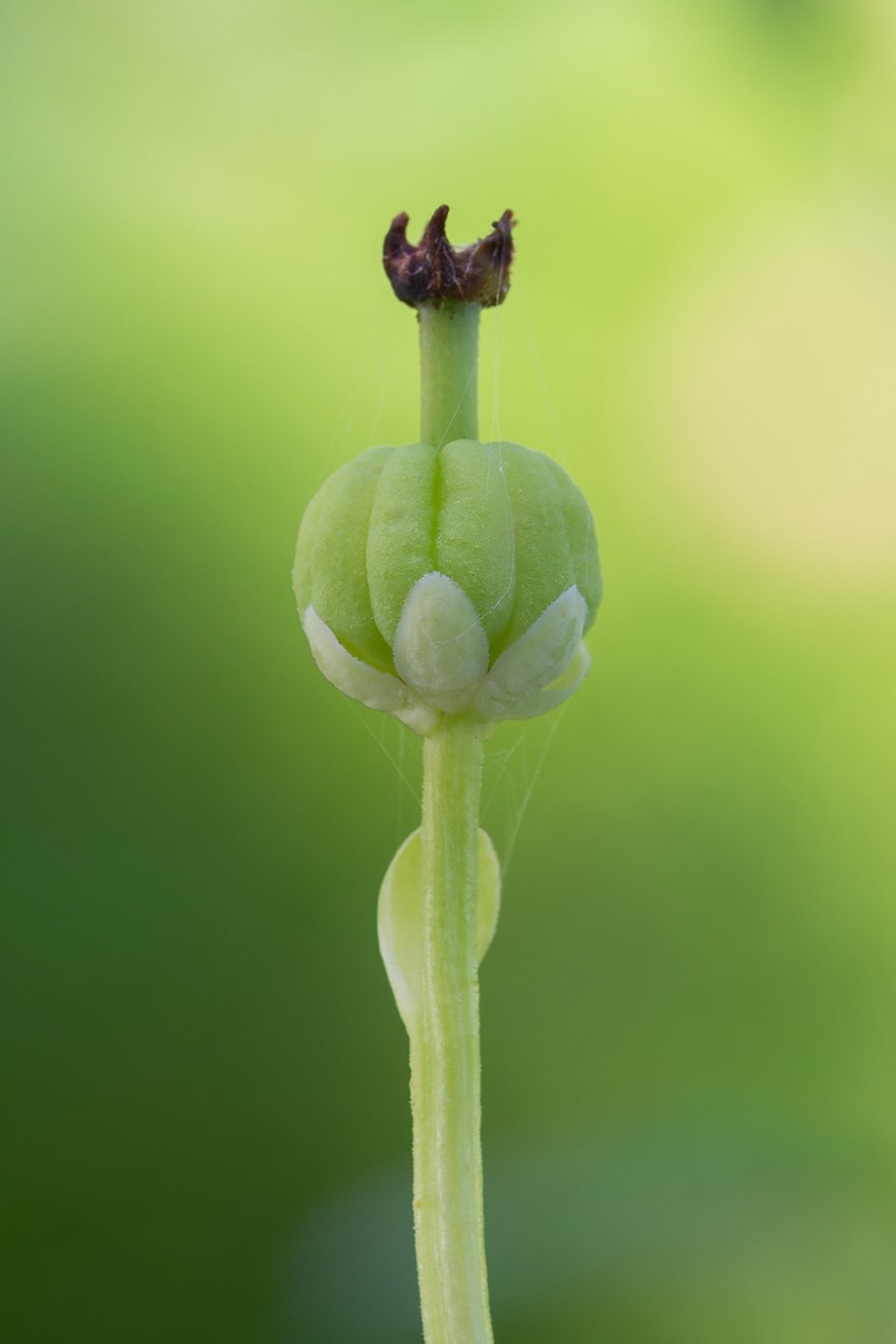 Одноцветка (moneses uniflora)