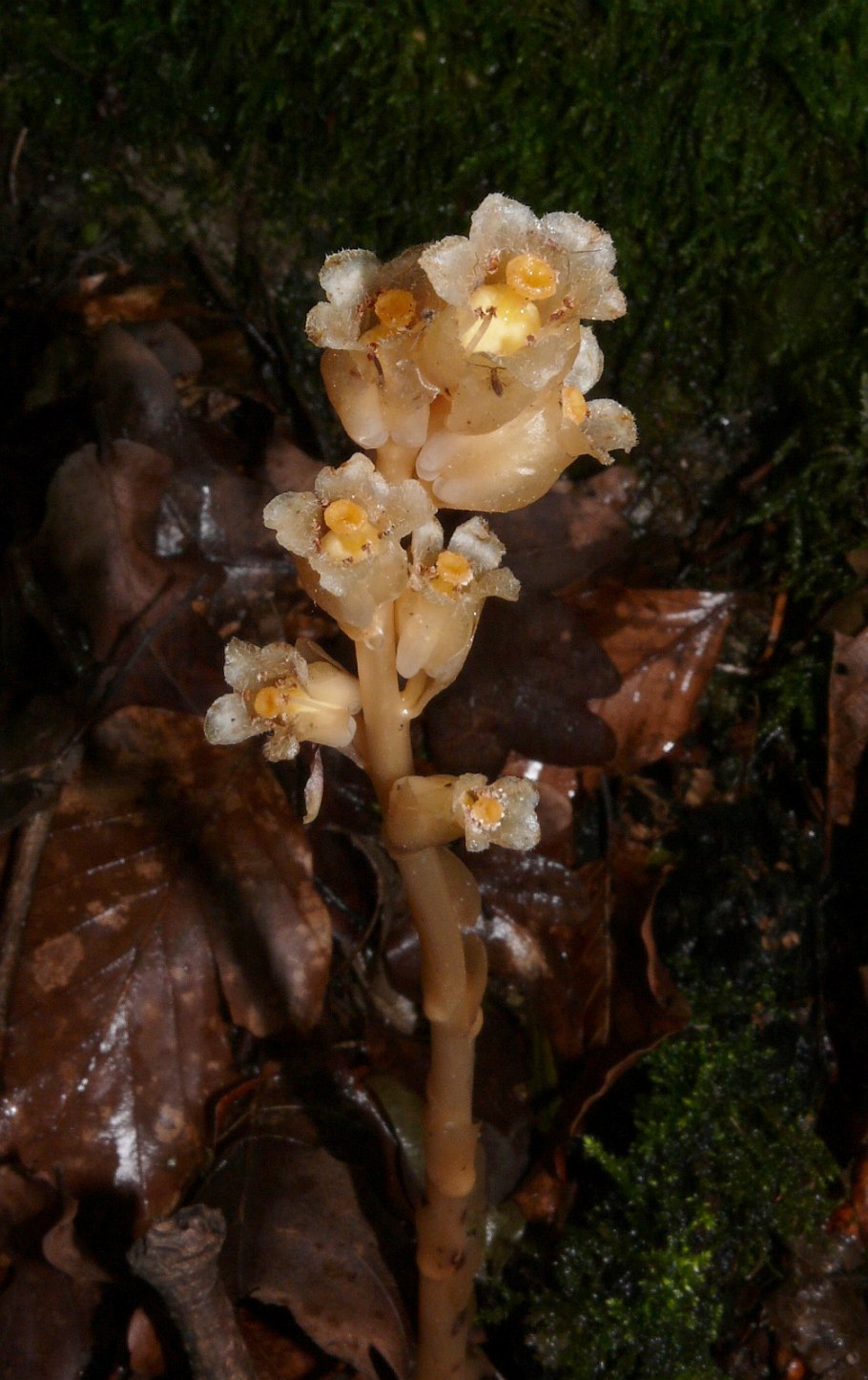 Растение indian Pipe Подъельник