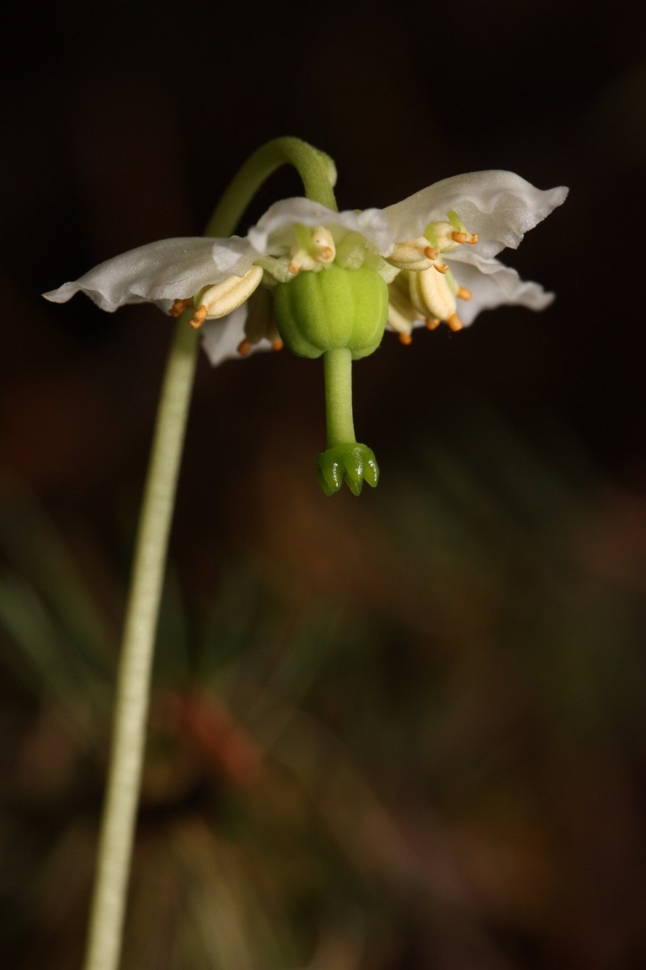 Melissa uniflora