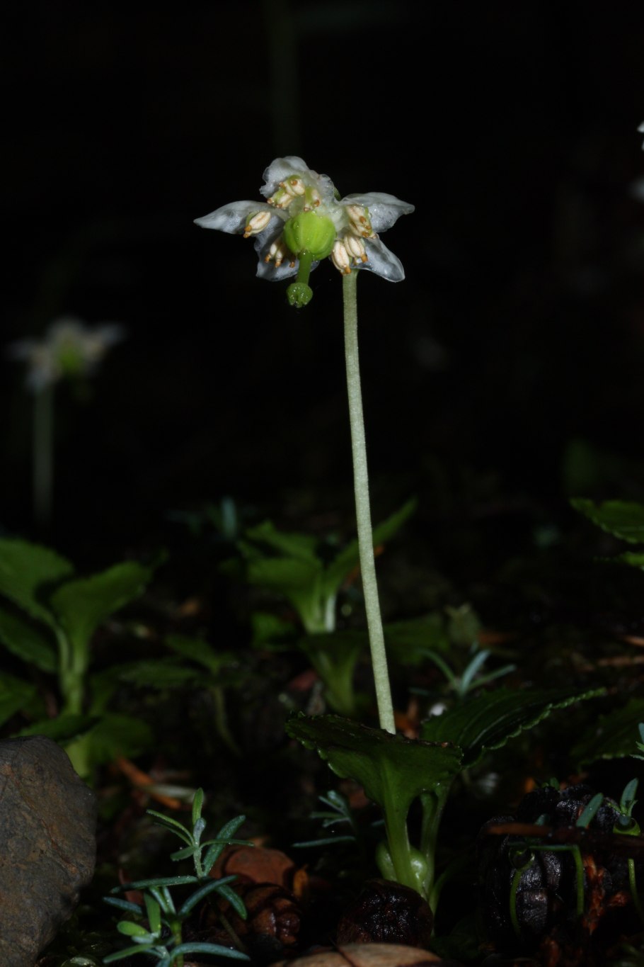 Panicea uniflora