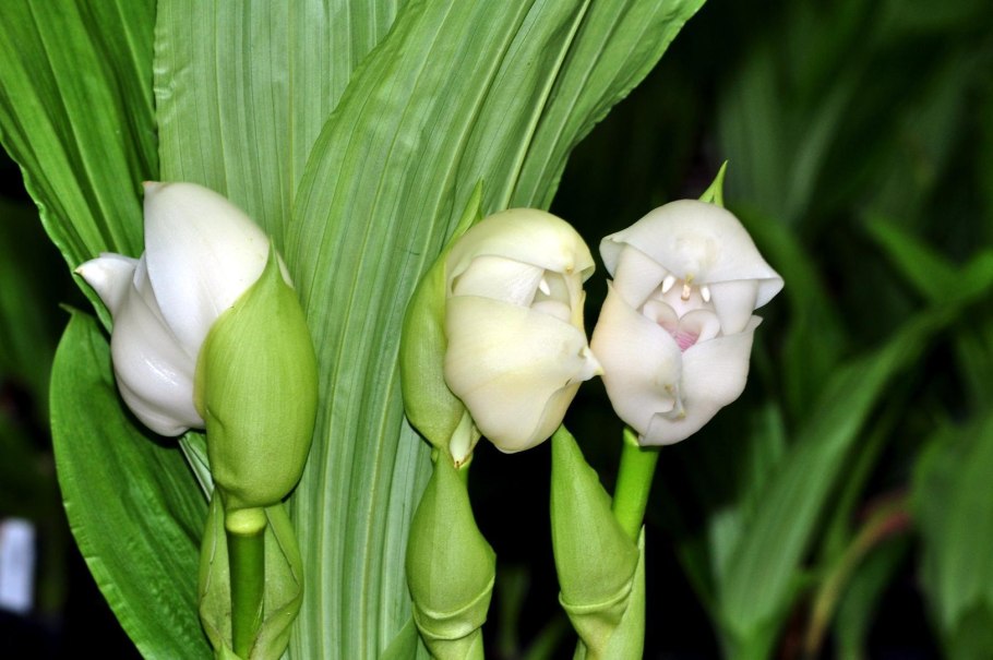 Hoya uniflora Herbarium