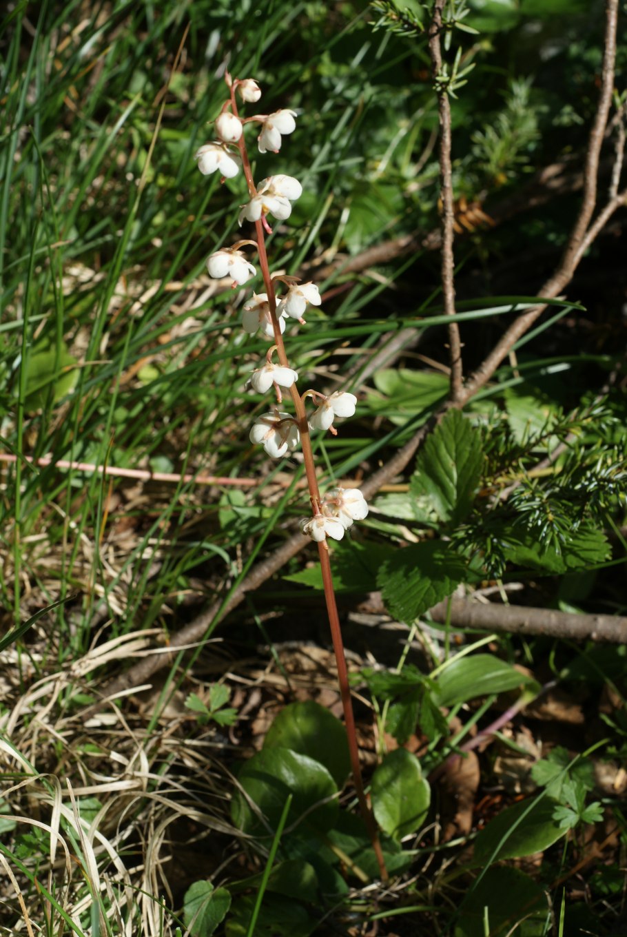 Viola uniflora рисунок