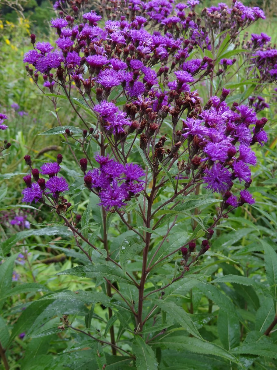 Вернония "Mammuth" (Vernonia crinita)