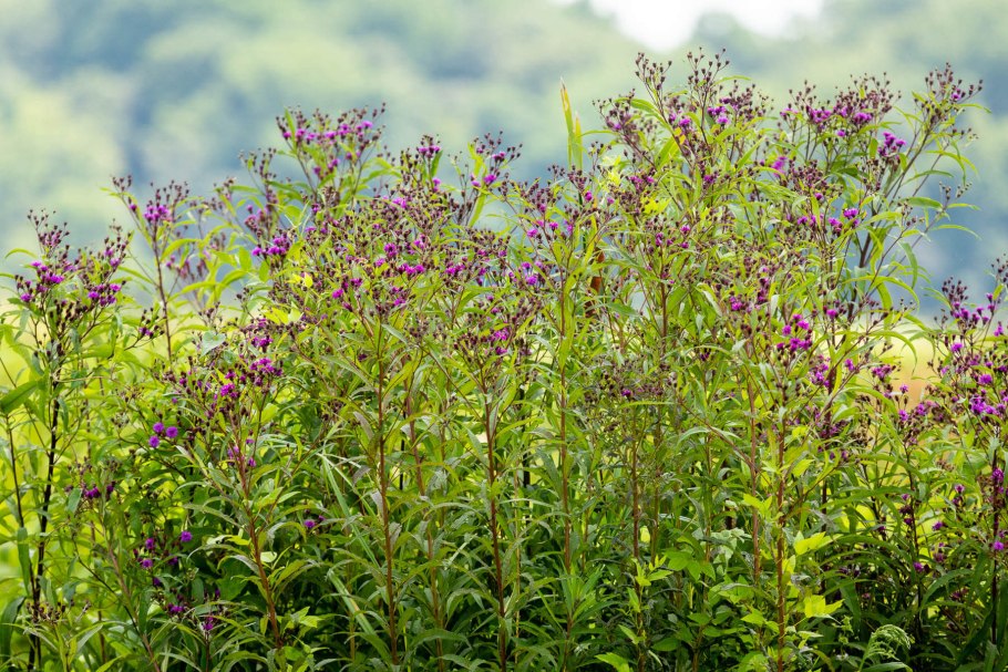 Вернония Арканзасская