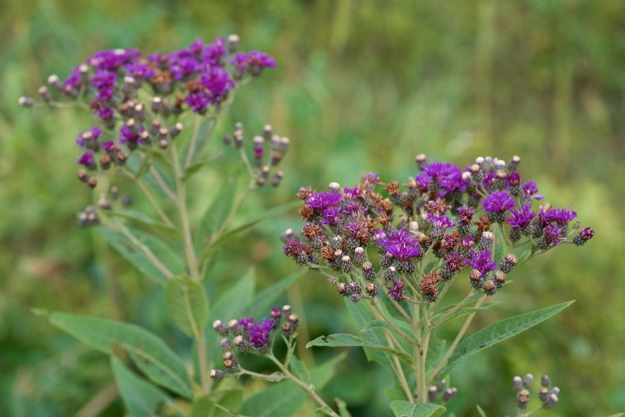 Растение Верония Бухарская