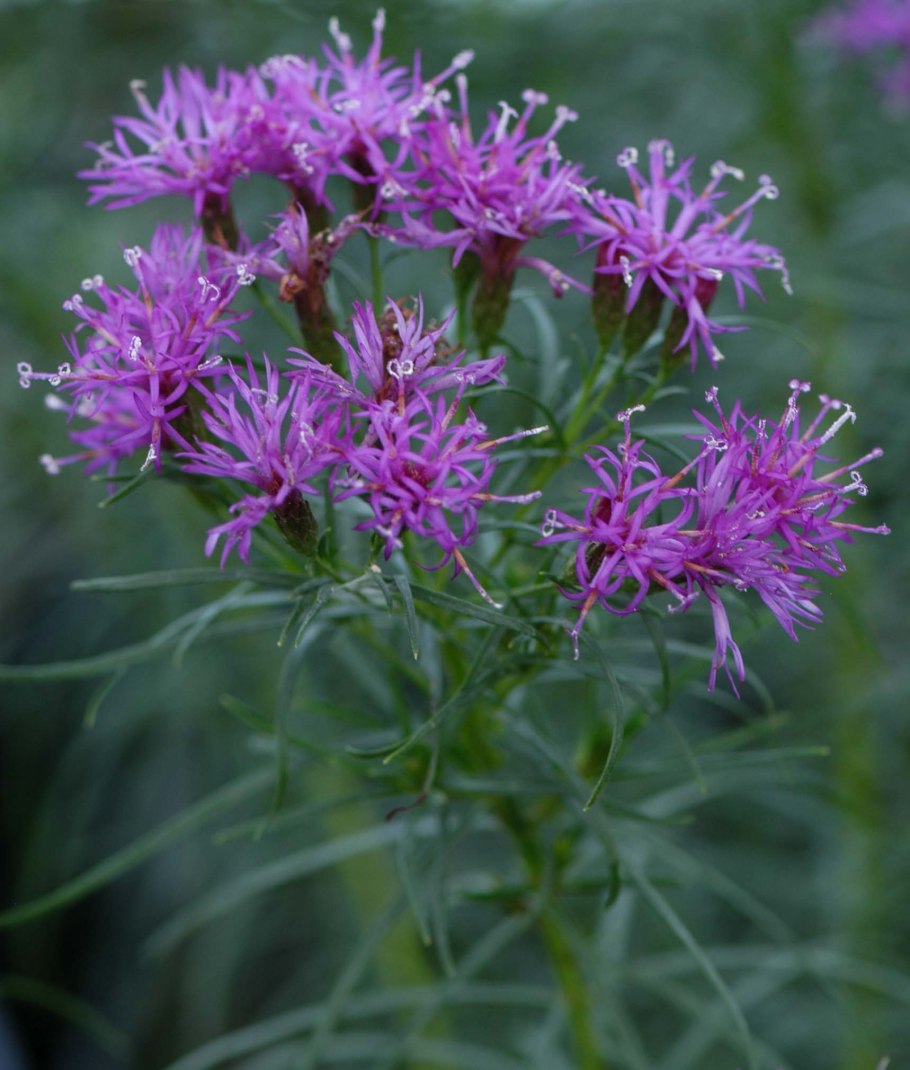 Вернония Баттерфляй