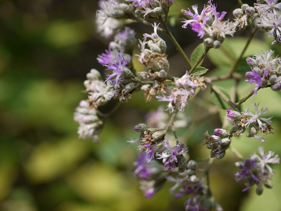 Вернония пепельная