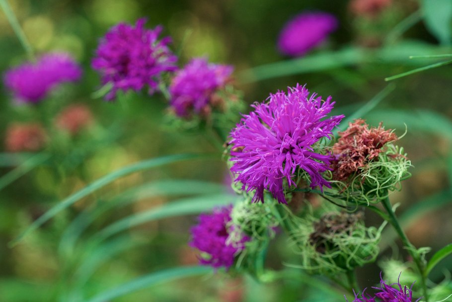 Vernonia noveboracensis