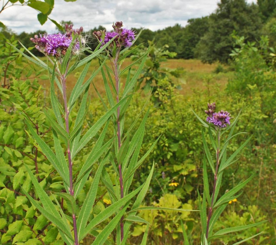 Vernonia gigantea